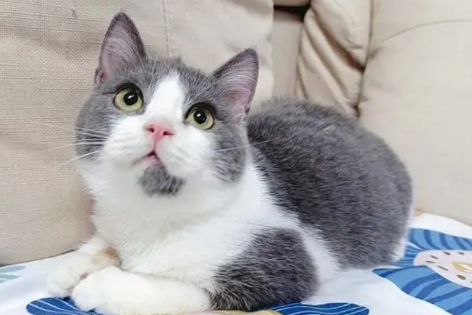 蓝白是什么品种的猫？来了解下吧
