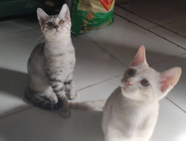 如何给猫咪挑选猫砂?主人来看看 如何给猫咪挑选猫砂?主人来看看