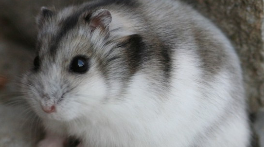 一线仓鼠为什么会叫？有哪些含义？