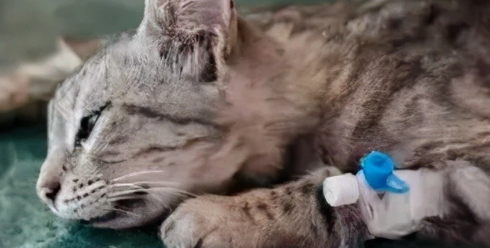 猫冠状病毒可以自愈吗？来看看吧