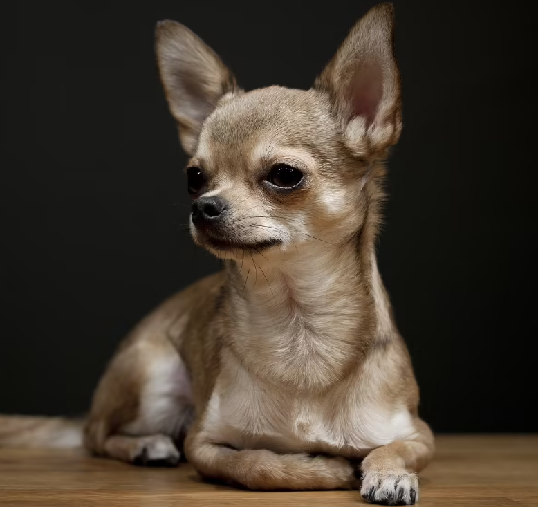 狗狗窜稀怎么办？这几个点千万要注意