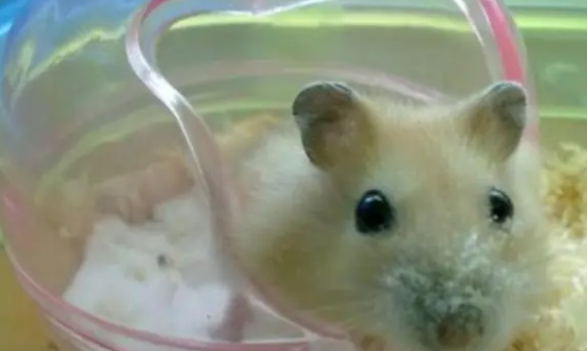 仓鼠洗澡要洗几分钟?仓鼠洗澡小知识盘点 仓鼠洗澡要洗几分钟?仓鼠洗澡小知识盘点