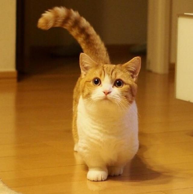 几种常见猫砂优劣大起底！完美的猫砂，是不存在的