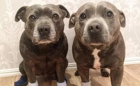 什么是大肠杆菌？大肠杆菌的症状及治疗方法