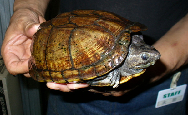 亚马逊彩龟是巴西龟吗？认识一下吧