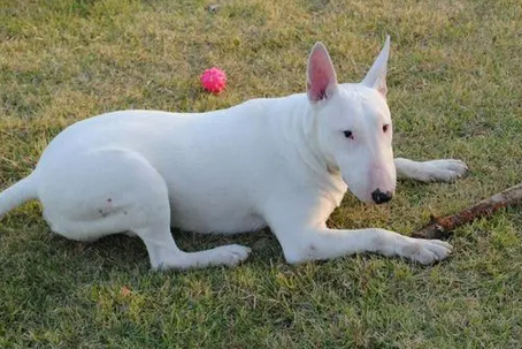 喜欢脸长的狗狗？那么这篇文章不能错过~