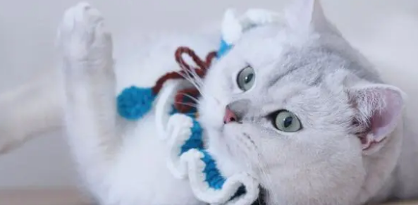 猫咪耳螨怎么治？