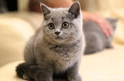 宠物取名难？别怕，看完这篇文章让你胸有成竹