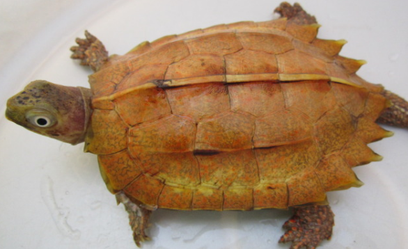 枫叶龟能长多大？答案在这里