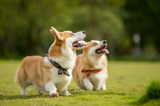 柯基多大断尾合适？看完再做决定咯