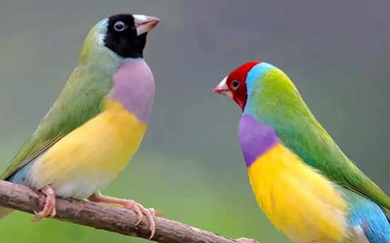 七彩文鸟稀有品种有哪些？不清楚的看这里~