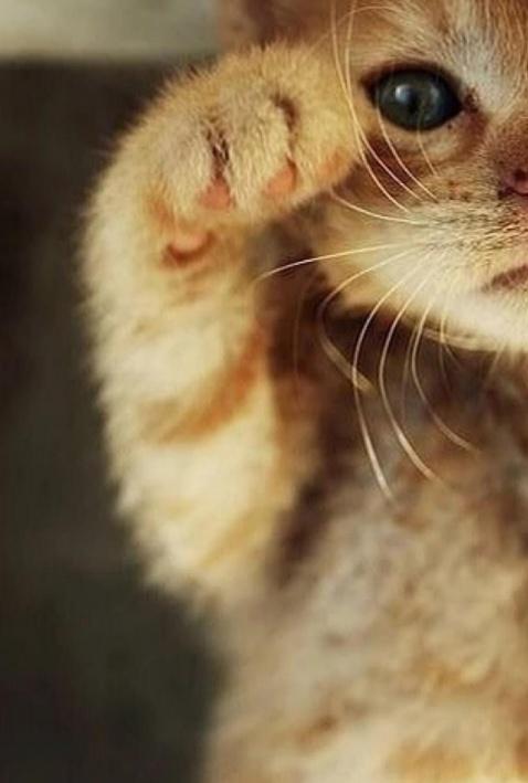 几种常见猫砂优劣大起底！完美的猫砂，是不存在的