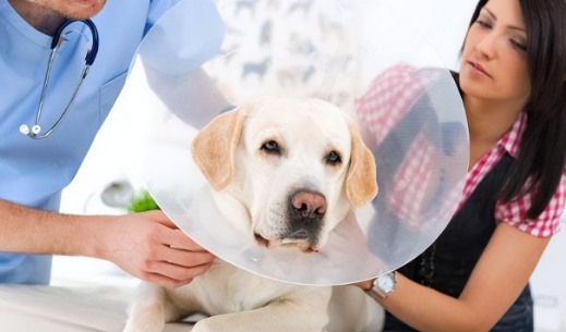 狗会因为绝育恨主人吗？铲屎官可以了解下