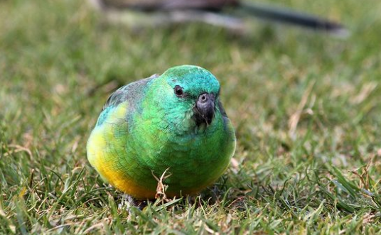 我来给你讲，澳大利亚红腰鹦鹉价格是多少？