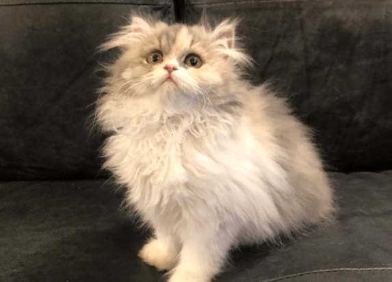 每日一问，高地立耳猫寿命是多久