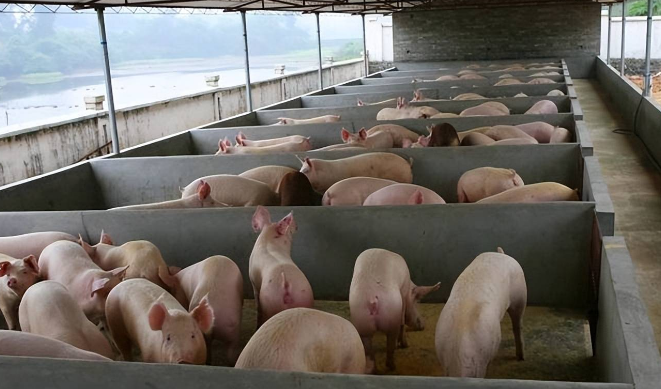 人得了新冠会传染给猪吗？有必要了解一下