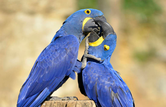 紫蓝金刚鹦鹉会说话吗？这篇文章有答案！