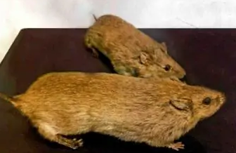 提前做好准备,大仓鼠购买指南你值得拥有 提前做好准备,大仓鼠购买指南你值得拥有