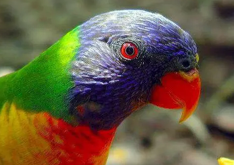 彩虹吸蜜鹦鹉的价格多少？想养的看过来