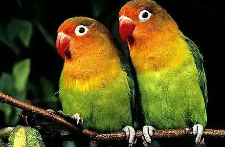 家养鹦鹉会感染冠状病毒吗？来这了解一下！