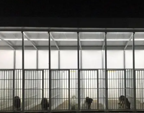 宠物寄养，需要注意的事项，让人难放心！