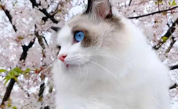 猫咪体外驱虫注意事项有哪些？