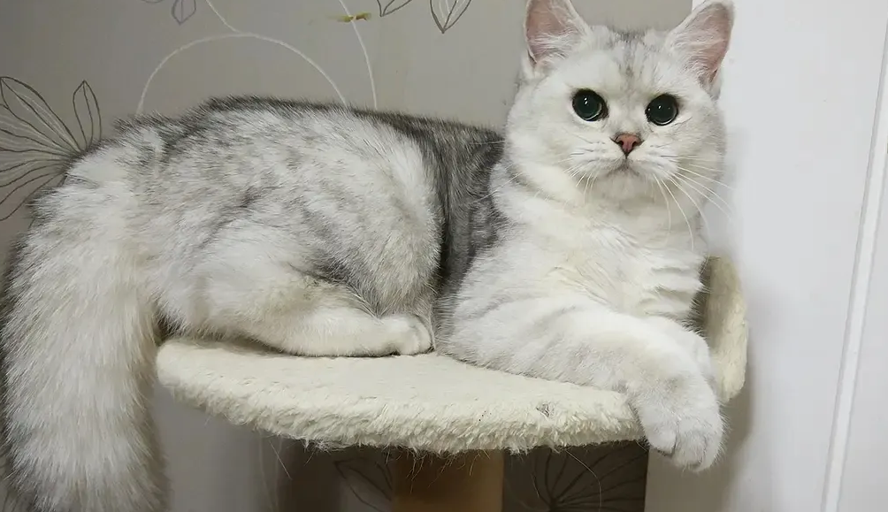 想知道布偶和银渐层配出来的猫怎么样，看这里