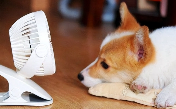 狗狗不吃狗粮怎么办，小妙招奉上