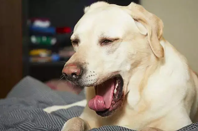 你知道小狗打喷嚏流鼻涕是怎么了吗？快来看看原因