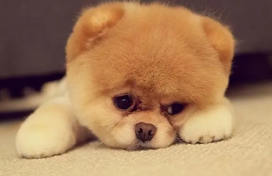 养狗知识：扒一扒狗要吃狗粮的原因