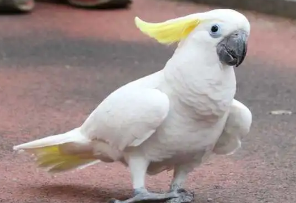 今日科普:葵花凤头鹦鹉多少钱一只? 今日科普:葵花凤头鹦鹉多少钱一只?