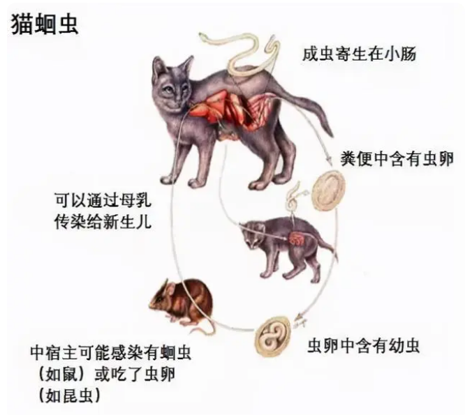 如何为猫咪做驱虫？建议收藏，以后会用得上