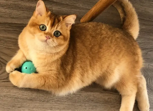 金渐层和橘猫傻傻分不清?快来看看吧~ 金渐层和橘猫傻傻分不清?快来看看吧~