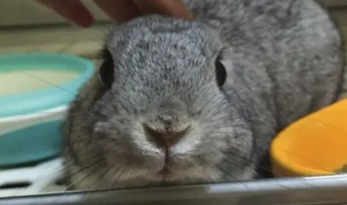 怎么给金吉拉兔洗澡，铲屎官来看看