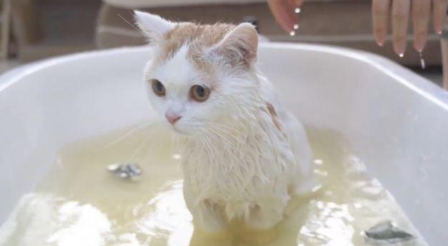 怎么让猫洗澡?方法在这里! 怎么让猫洗澡?方法在这里!