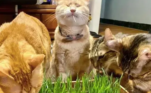 你给猫咪喂食过猫草吗？有经验的人，都知道有这4个好处