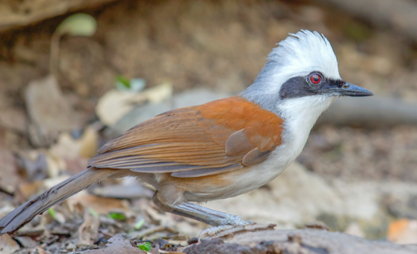 白冠噪鹛的寿命是多久？快来看看吧