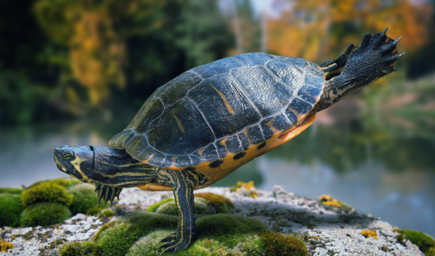 乌龟不喜欢晒太阳怎么办？不清楚的快来看看！