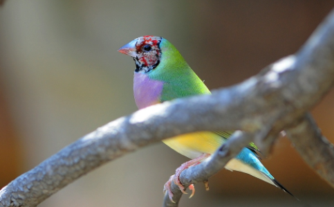 五彩文鸟训练怎么做?这篇文章教你 五彩文鸟训练怎么做?这篇文章教你