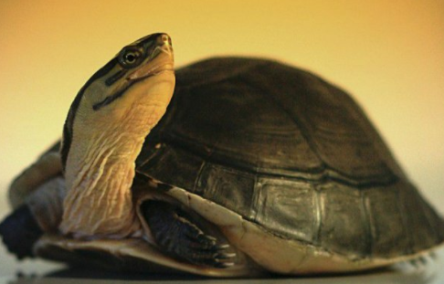 马来闭壳龟感冒了怎么办? 马来闭壳龟感冒了怎么办?