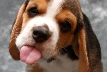 狗狗需要吃钙片吗？什么样的狗狗需要补钙？