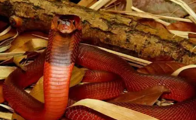 红颈射毒眼镜蛇毒性有多大？一文替你解答！