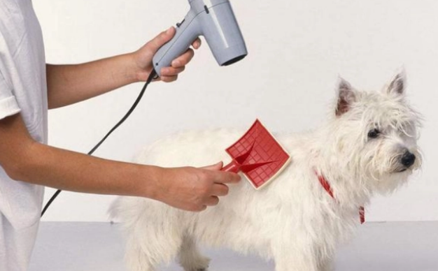 狗狗洗澡需要注意点什么?这些事情,你都知道吗 狗狗洗澡需要注意点什么?这些事情,你都知道吗