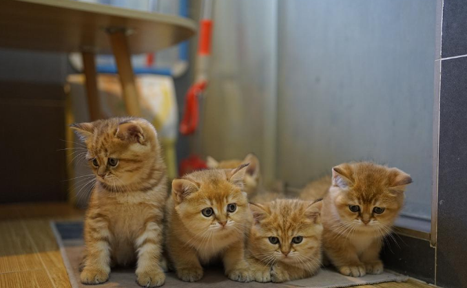 为什么猫咪突然喜欢睡在猫砂里？有这4种可能性！