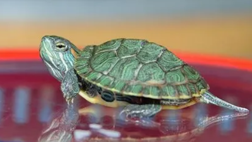 巴西龟会蜕壳蜕皮吗？来了解一下吧