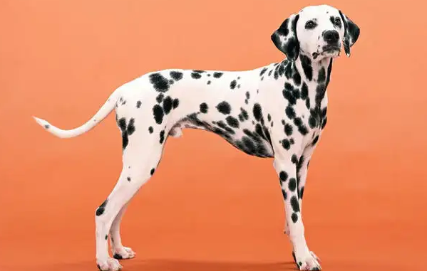 斑点狗属于什么型犬？答案都在这！