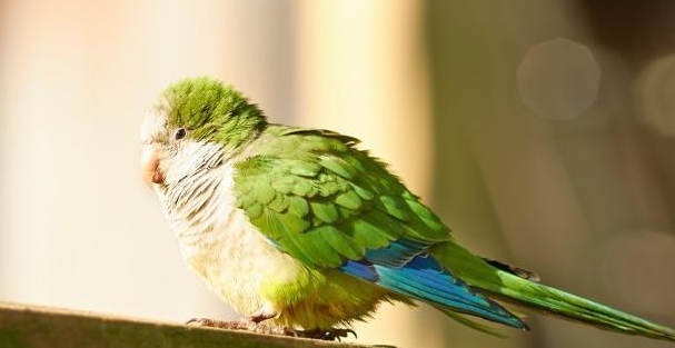 和尚鹦鹉拉稀怎么处理？快来学一学