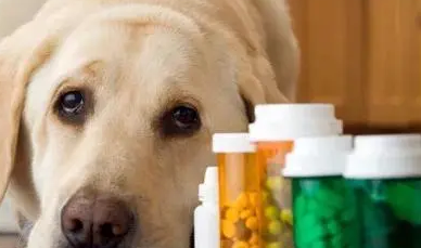 狗能吃一粒阿莫西林吗？主人来看看吧