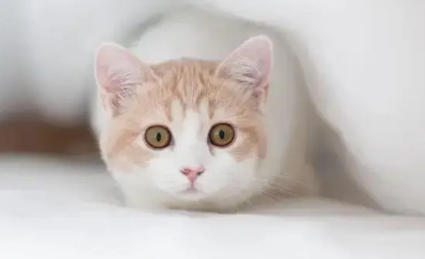 宠物益生菌是真有效还是智商税？小猫软便需要吃几天？