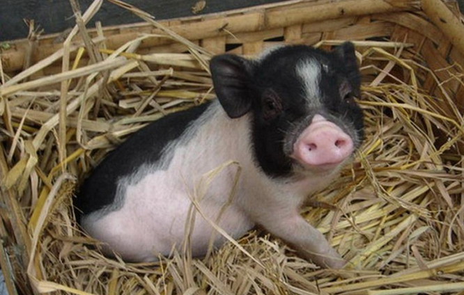 快来了解,小香猪真的长不大吗? 快来了解,小香猪真的长不大吗?